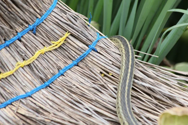 Garter snake and broom — Stock Photo, Image
