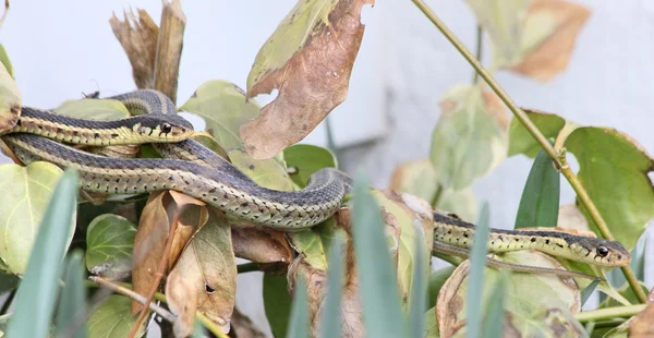 Climbing garter snakes — Stock Photo, Image
