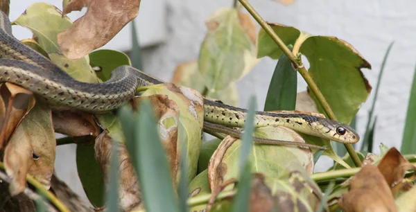 Climbing garter snake — Stock Photo, Image