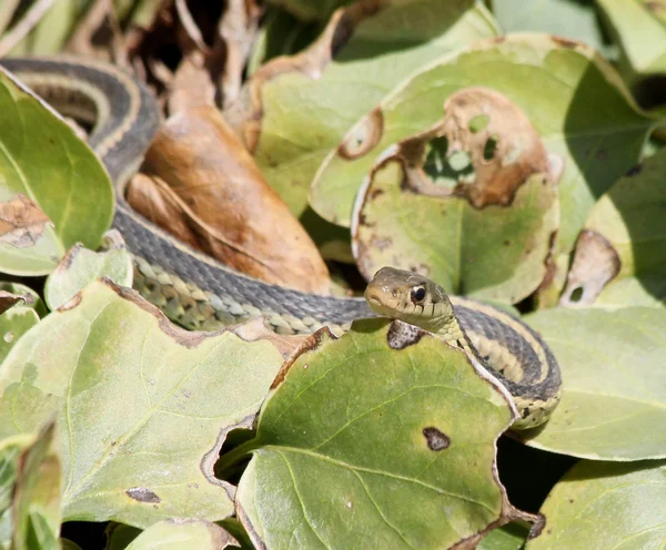 Peeking garter snake — Stock Photo, Image