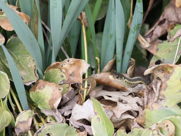 Peeking garter snake — Stock Photo, Image