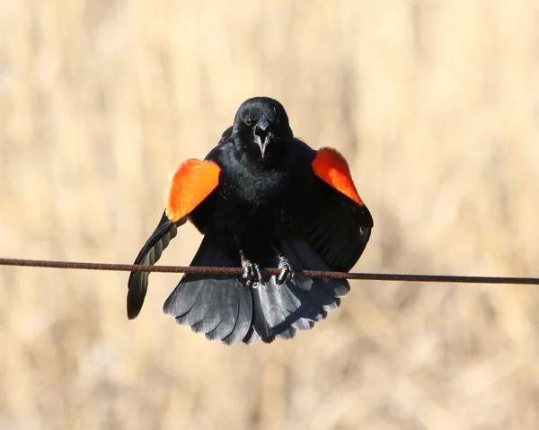 Piros - szárnyas feketerigó — Stock Fotó