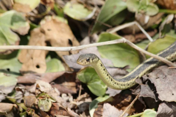 Garter snake in leaves — Stock Photo, Image