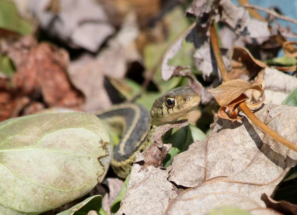 Peeking garter snake — Stock Photo, Image