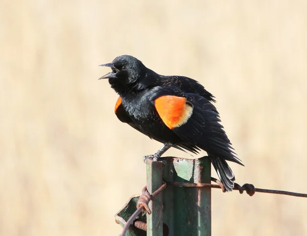 Röd - winged blackbird på fencepost 1 — Stockfoto
