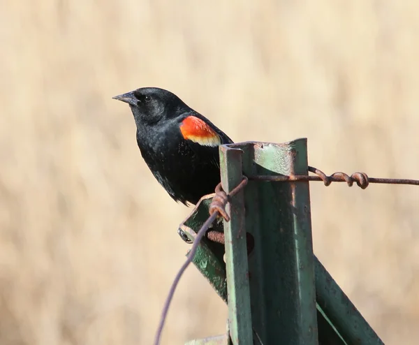 Red-winged blackbird on fencepost 2 — Stock Photo, Image