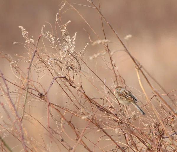 Monochrome Sparrow — Stock Photo, Image