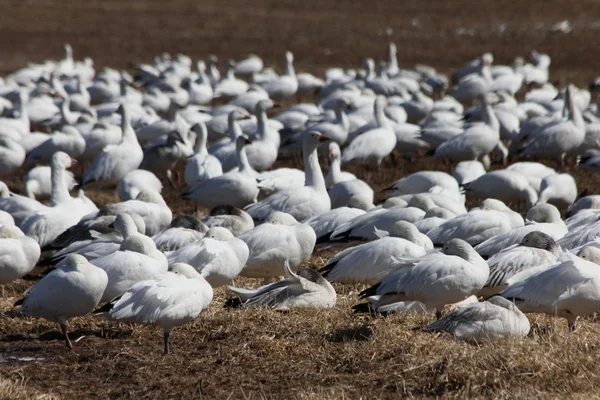 Windy snow geese — Stock Photo, Image