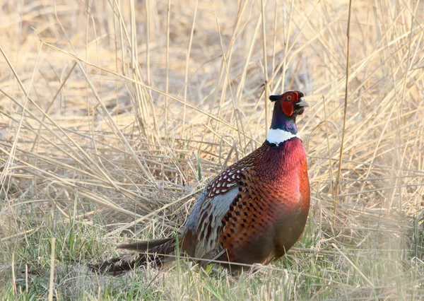 Stående ringneck — Stockfoto