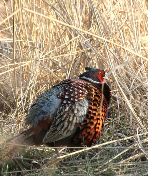 Ruffled pheasant — Stock Photo, Image