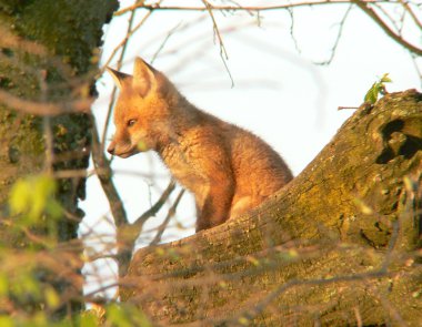 Fox, günlük, güneş