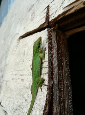 kontrplak üzerine kertenkele