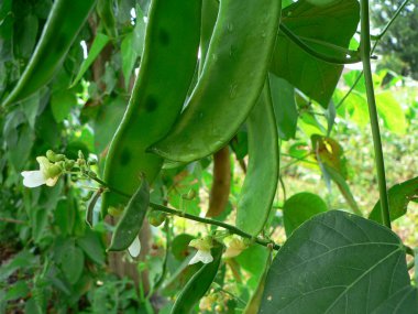 Lima fasulyesi portre