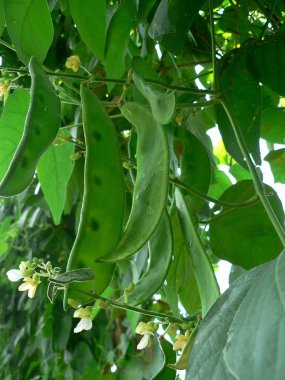 Lima fasulyesi bakla