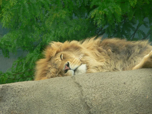 Sleepy lion — Stockfoto