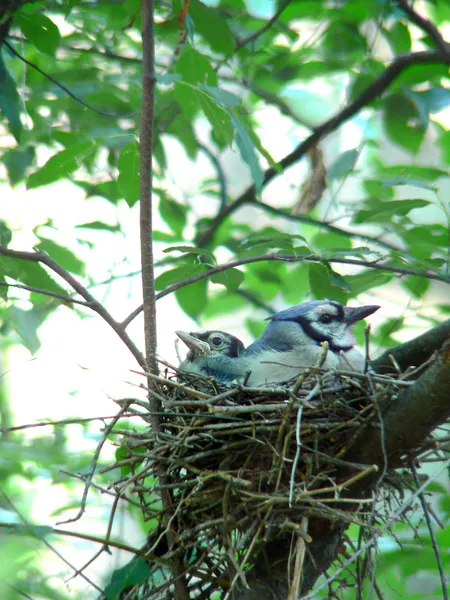 Nido de arrendajo azul — Foto de Stock