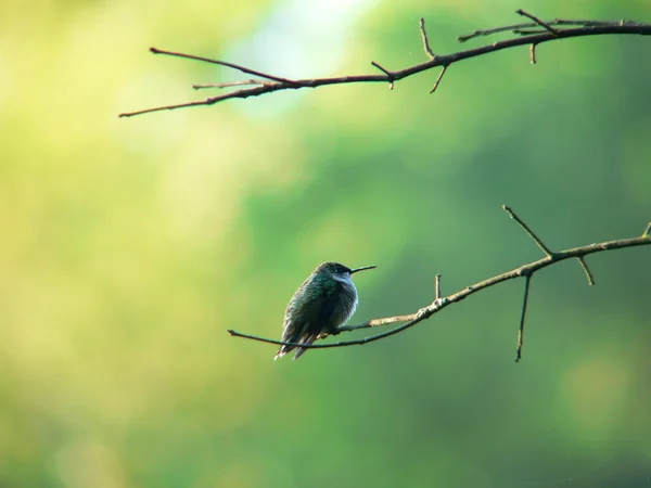 Κούρνιασμα hummerbird 2 — Φωτογραφία Αρχείου