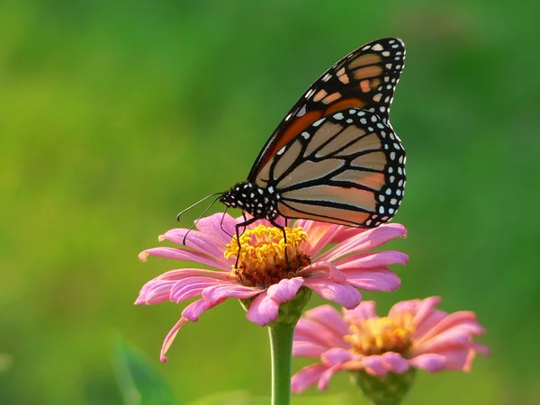 Monarch op zinnia — Stockfoto