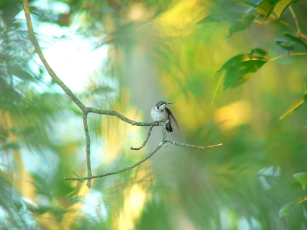 Ala de colibrí —  Fotos de Stock