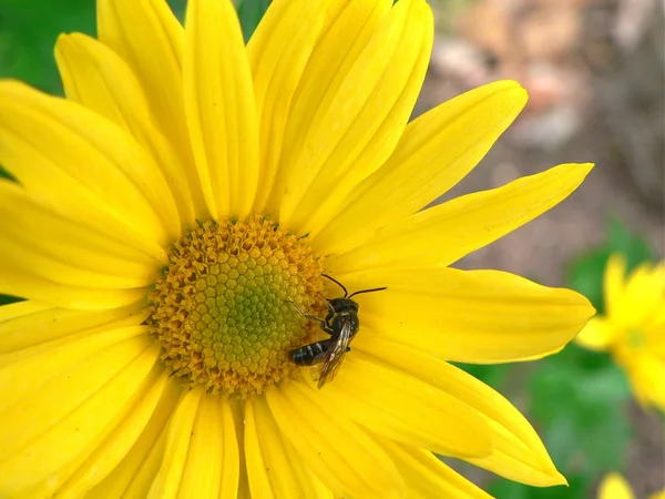 Little bee — Stock Photo, Image