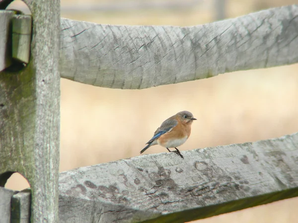 Bluebird on fence — Stock Photo, Image