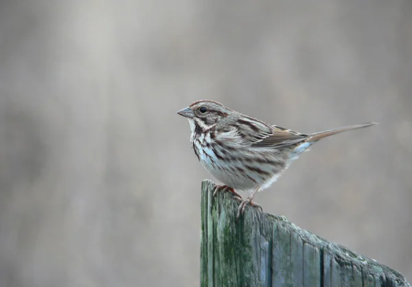 Sparrow on fencepost 1 — Stock Photo, Image