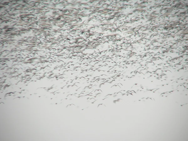 Snow geese abstract — Stock Photo, Image