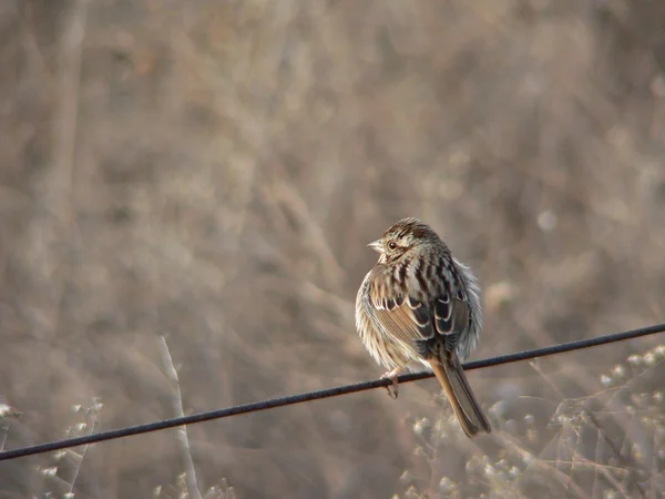 Fluffed-up sparrow — Stock Photo, Image