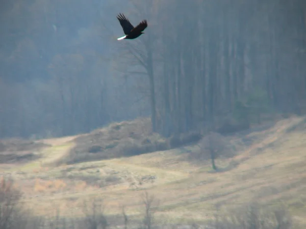 Vogel en platteland — Stockfoto