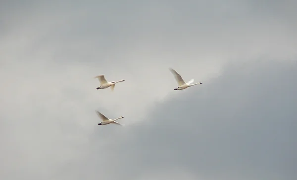 Tres cisnes tundra — Foto de Stock