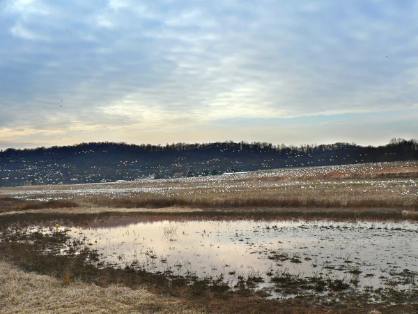 Snow geese at dusk — Stock Photo, Image