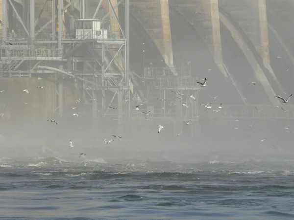 Seagulls and dam — Stock Photo, Image