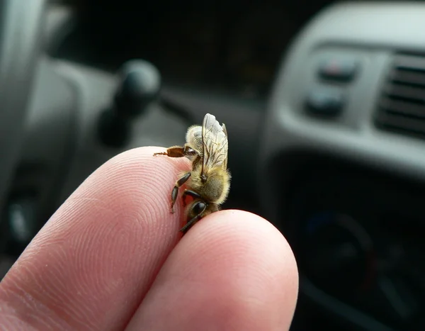 Honeybee and fingers — Stock Photo, Image