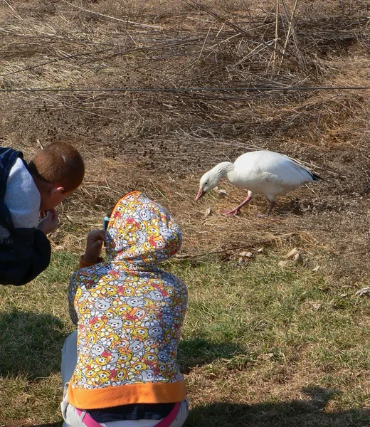 Kids and goose — Stock Photo, Image