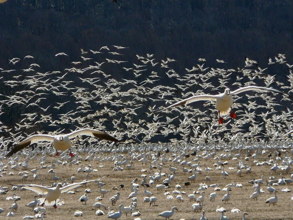 Snow geese approach — Stock Photo, Image