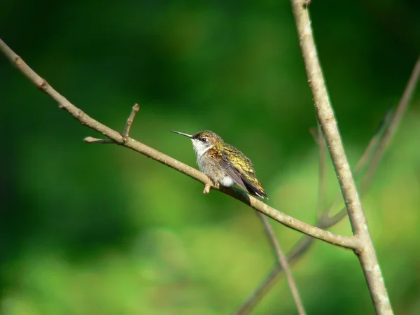 Hummerbird σε κλάδο — Φωτογραφία Αρχείου