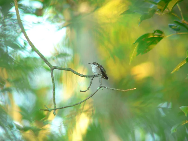 Zen hummingbird — Stockfoto