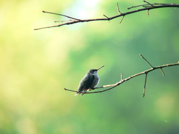 Сідати hummerbird 1 — стокове фото