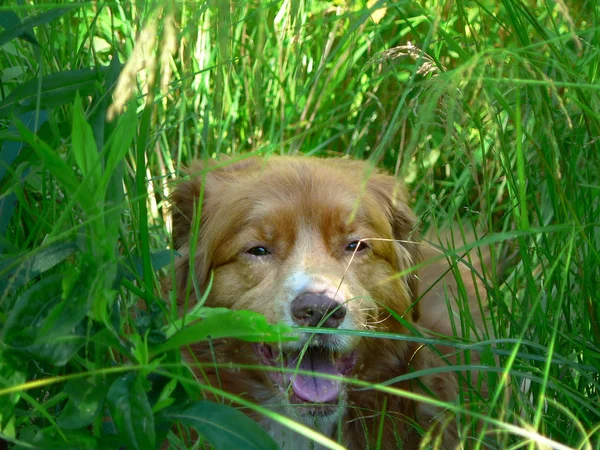 Cão ofegante (horizontal ) Fotos De Bancos De Imagens Sem Royalties