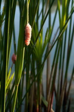Altın elma salyangoz yumurta