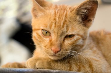 sarı kedi yüzüne yakın çekim