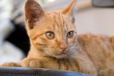 sarı kedi yüzüne yakın çekim