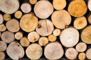 ağaç kütükleri arka plan