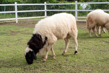 kafası bulanık sulak önüne koyun