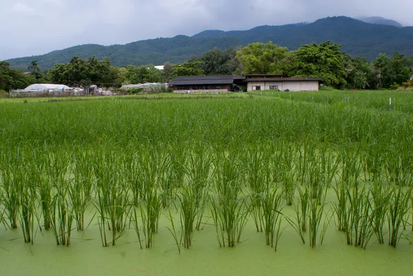 Rýže sazenice v rýžových polích — Stock fotografie