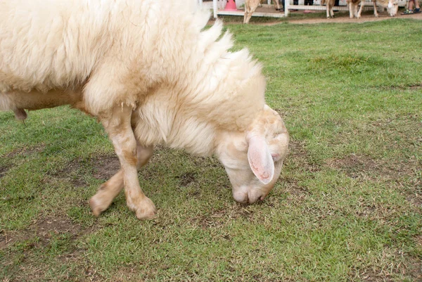 Cabeza de oveja frente a un humedal borroso —  Fotos de Stock