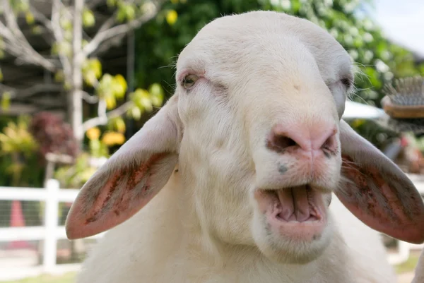 Funny sheep portrait, head and face of sheep — Stock Photo, Image