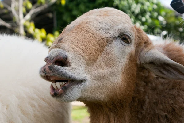 Divertido retrato de oveja, cabeza y cara de oveja —  Fotos de Stock