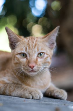 Bir çit ve kamera kedi oturur