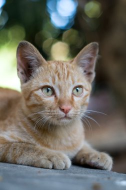 Bir çit ve kamera kedi oturur